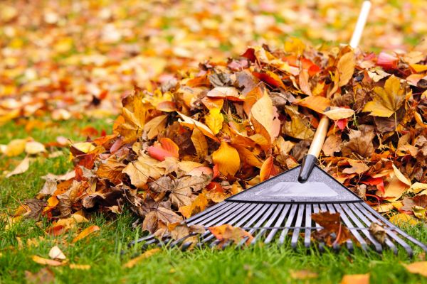 Cost of Leaves Removal in Englewood