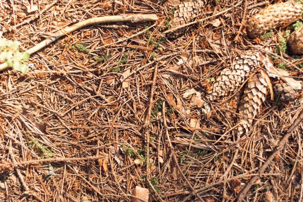 Cost of Pine Needles Removal in Englewood