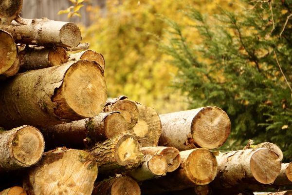 Wood Pile Removal in Englewood