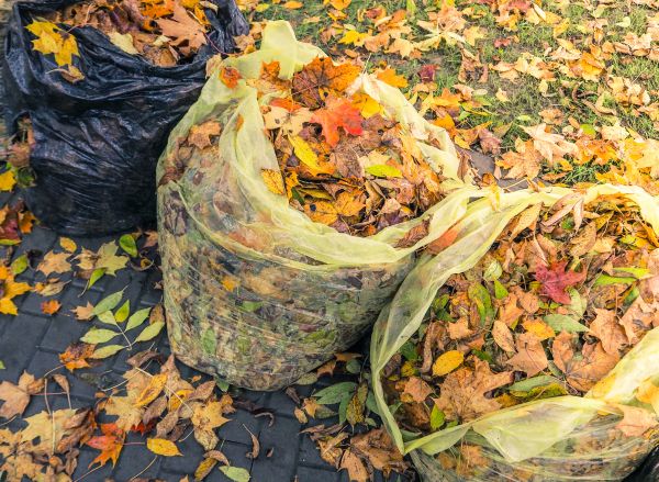 Yard Cleanup Service in Englewood