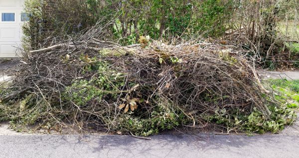 Tree Limb Cleanup in Englewood