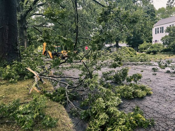 Tree Branch Disposal in Englewood