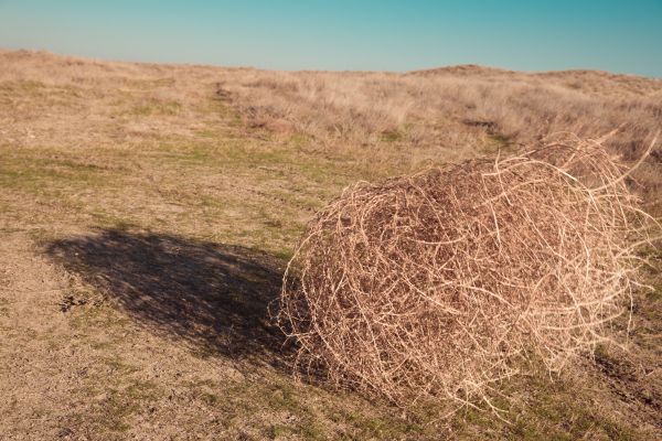 Cost of Tumbleweed Removal in Englewood