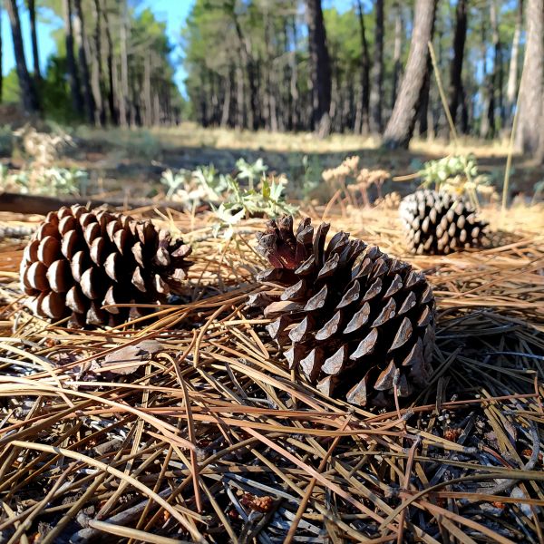 Cost of Pine Cone Removal in Englewood