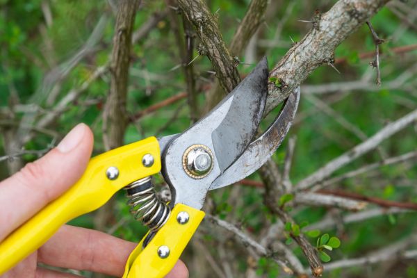 Limbs Removal in Englewood