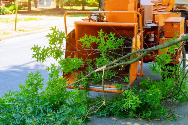 Tree Branches Removal in Englewood