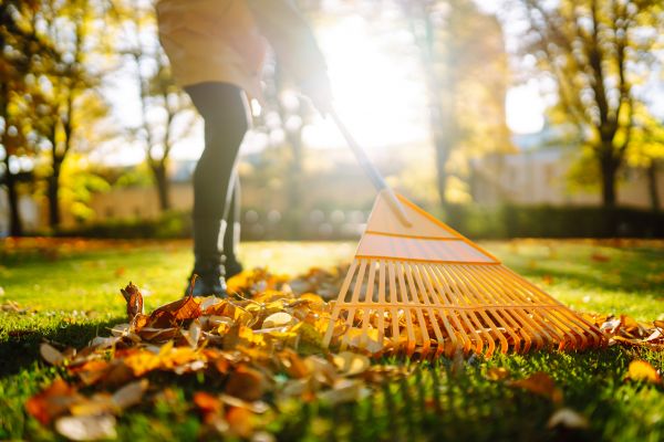 Leaves Raking in Englewood