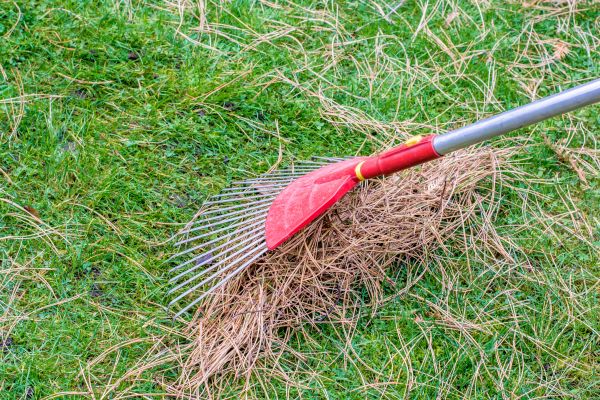Yard Raking in Englewood