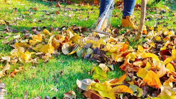 Lawn Cleanup Service in Englewood