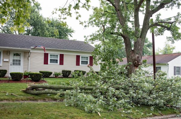 Fallen Branch Removal in Englewood