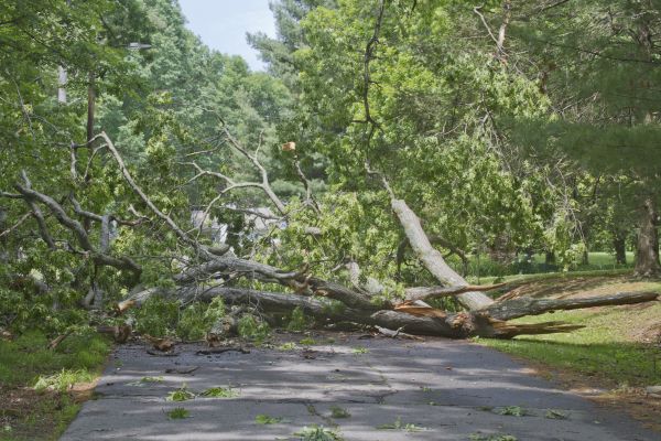 Tree Debris Removal in Englewood